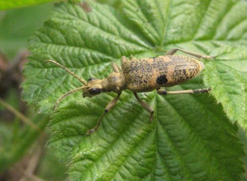 Réf. 237 685 : Rhagium mordax
